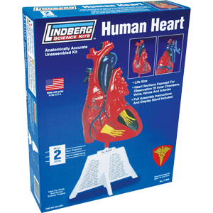 リンドバーグ 1/1 人体模型パーツ心臓 [LN 71309] - 4,950円