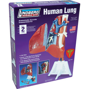 リンドバーグ 1/1 人体模型パーツ肺 [LN 71311] - 4,950円