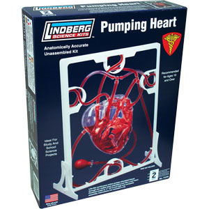 リンドバーグ 1/1 人体模型パーツ心臓-